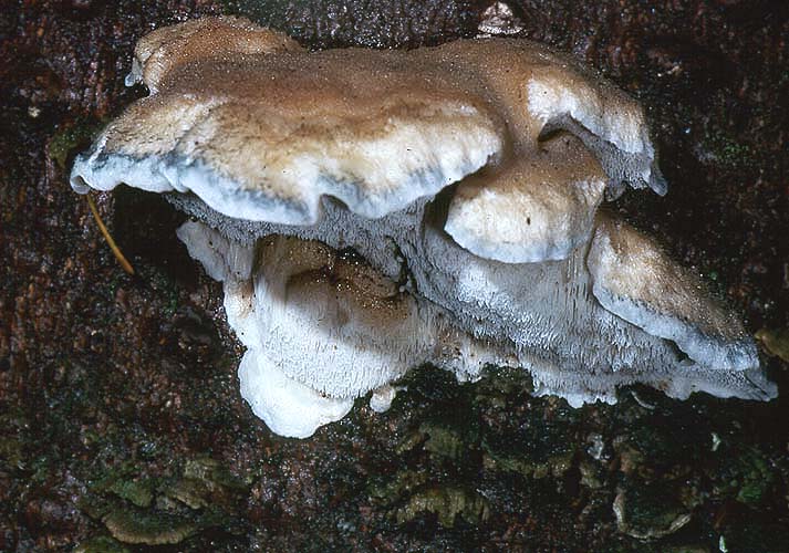 Oligoporus caesius